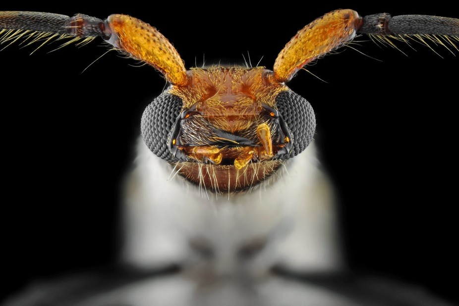 Flower Longhorn Beetle by donaldjusa - VIEWBUG.com