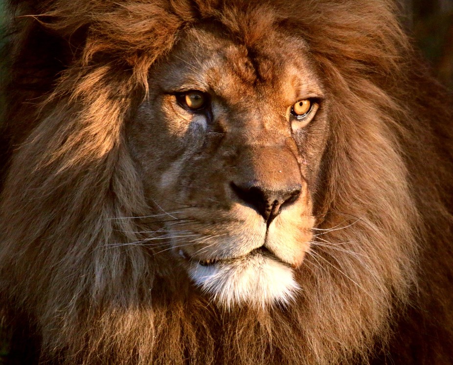 Male Lion by Rustybucket8472 - VIEWBUG.com
