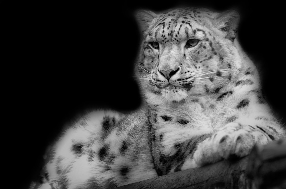 Snow Leopard by Meelux - VIEWBUG.com