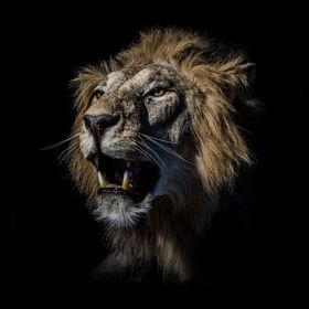 African Lion Portrait by bryonworthen - VIEWBUG.com