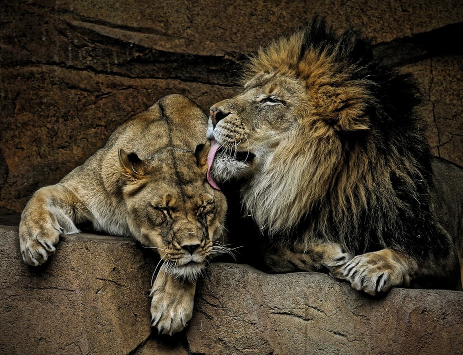 The Kiss ..... Love Lion Style !!!!!! Please click on photo again to  sharpen it more by metoo 