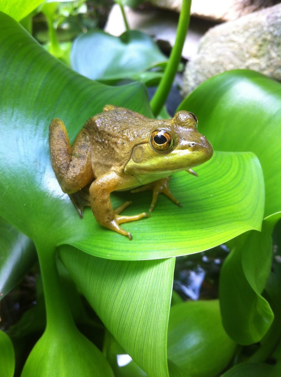 frog in the garden by mx260hd - ViewBug.com