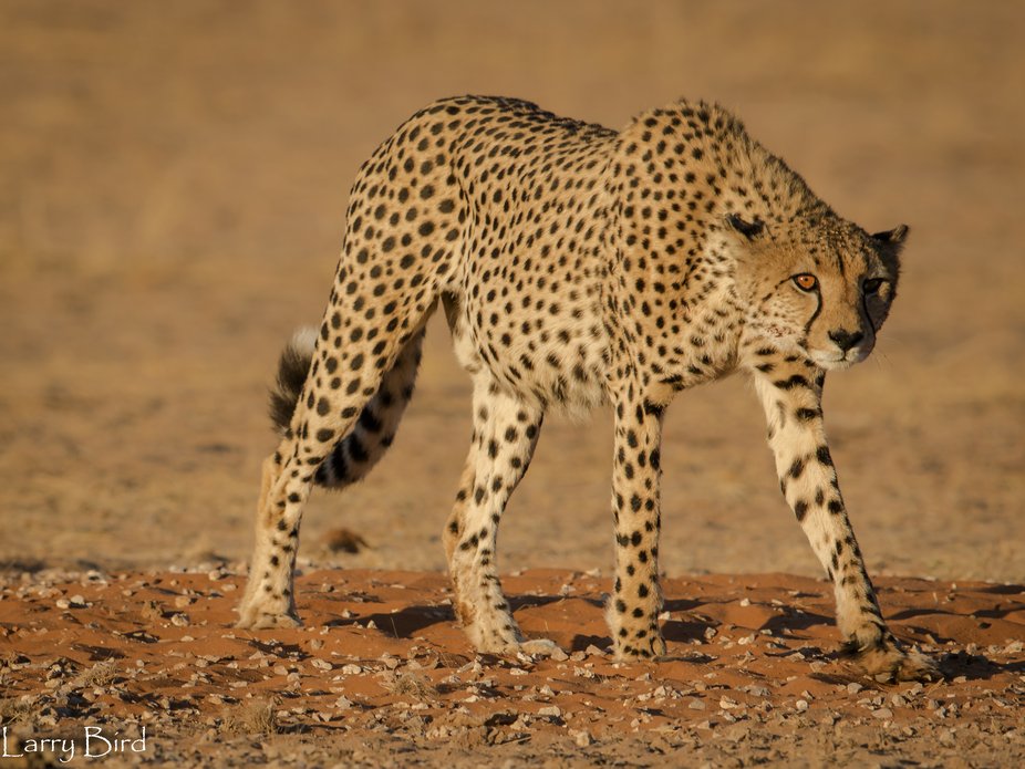 Cheetah in early light by lawrencehenrybird - VIEWBUG.com